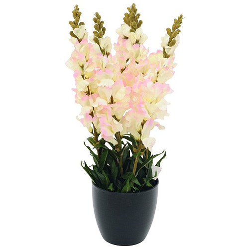 Hledík Europalms, výška 65 cm, bílý